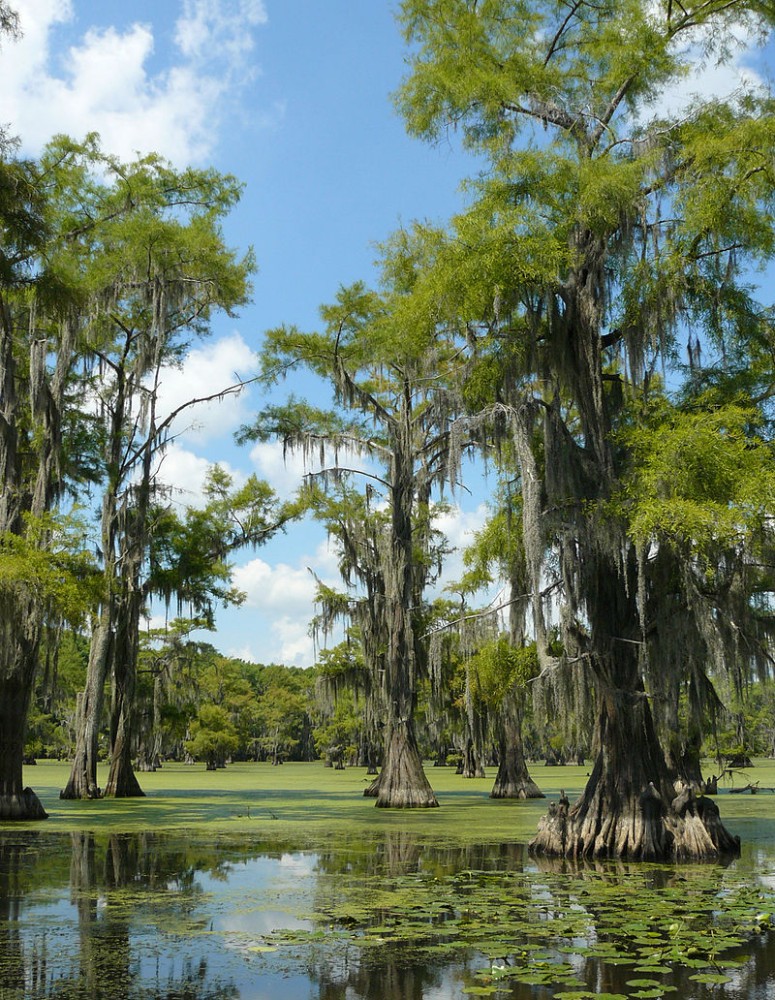 bald_cypress3